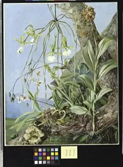 Marianne North Gallery: 111. Jamaica Orchids growing on a branch of the Calabash tree