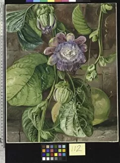 Marianne North Collection: 112. Foliage, flowers, and fruit of the Granadilla, Jamaica