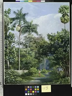 Jamaica Gallery: 113. Road near Bath, Jamaica, with Cabbage Palms, Bread Fruit, C