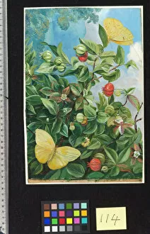 Marianne North Collection: 114. Foliage, Flowers and Fruit of the Pitanga, and Sulphur Butt