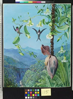Marianne North Collection: 115. The Aqueduct of Morro Velho, Brazil