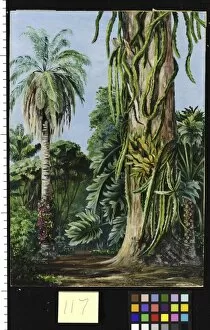 Cactus Collection: 117. Scene in Dr. Lunds Garden at Lagoa Santa, Brazil