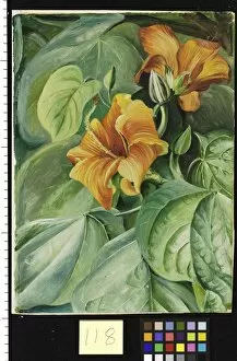 Marianne North Gallery: 118. Foliage and Flowers of the Mahoe, Jamaica