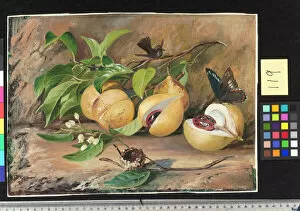 America Gallery: 119. Foliage, flowers and fruit of the Nutmeg tree, and Humming