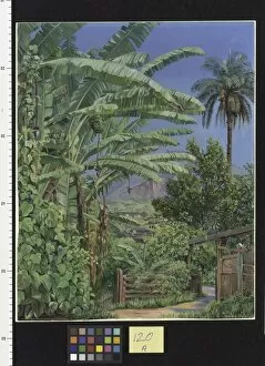 Marianne North Gallery: 120. Bananas and Orange Trees, a Palm and a Bush of Noche Buena