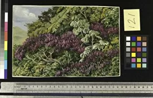 Bushes Collection: 121. A Bank of Quaresma and Trumpet Trees, Brazil