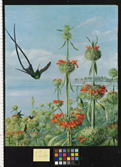 Marianne North Gallery: 124. Leonotis nepetaefolia and Doctor Humming Birds, Jamaica