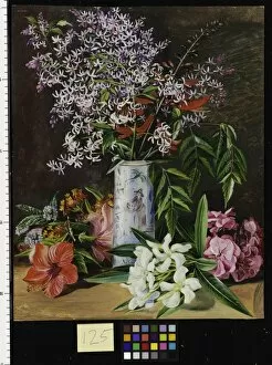 Images Dated 3rd January 2011: 125. Selection of cultivated Flowers, painted in Jamaica
