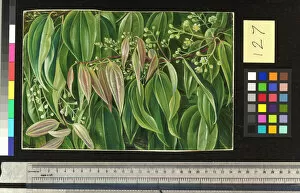 Marianne North Gallery: 127. Foliage and Flowers of the Cinnamon Tree