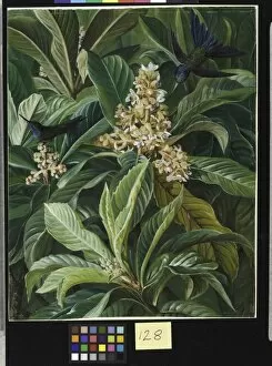 Bird Gallery: 128. Foliage and Flowers of the Loquat or Japanese Medlar, Brazi