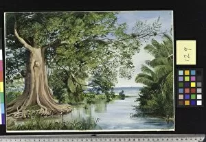 Marianne North Gallery: 129. An Old Cotton Tree at the Ford, Morants Bay, Jamaica