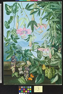 China Collection: 13. Two Climbing Plants of Chili and Butterflies