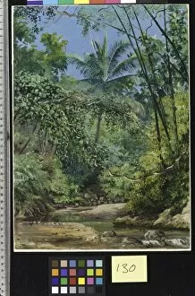 Bushes Gallery: 130. Bamboos, Cocoa Nut Trees, and other vegetation in the Bath