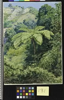 Marianne North Collection: 131. Tree Fern and Whish-whish in the Punch Bowl Valley, Jamai 131