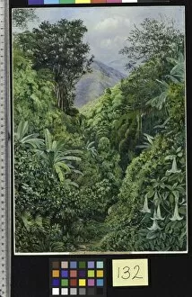 Marianne North Gallery: 132. Valley behind the Artists House at Gordontown, Jamaica