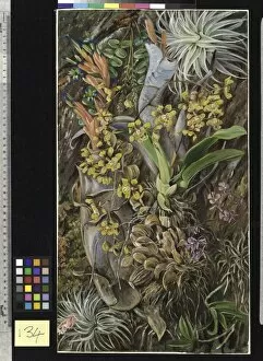Marianne North Gallery: 134. Group of Epiphytal Orchids and Bromeliads, Brazil