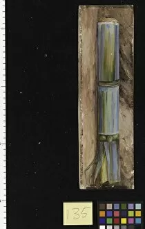 Images Dated 15th January 2011: 135. A piece of Sugar Cane