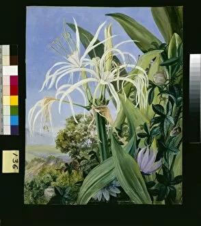 Marianne North Gallery: 136. Pancratium caribaeum and a Passion Flower, Jamaica