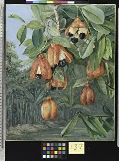 Orange Gallery: 137. Foliage and Fruit of the Akee, Jamaica