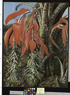 Marianne North Gallery: 139. A Brazilian Epiphyto or Air Plant