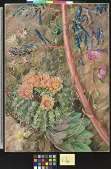 Marianne North Gallery: 14. Some Flowers of the Sterile Region of Cauquenas, Chili