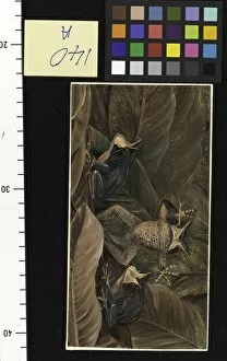Brazil Gallery: 140. Tree Frogs, found amongst dead leaves, Brazil
