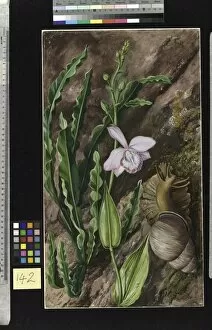 Brazil Collection: 142. Ground Orchid, Carqueja and Giant Snail, Brazil