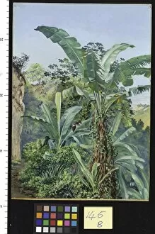 Marianne North Gallery: 145. Study of Banana and Trumpet Tree, Jamaica