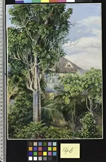 Marianne North Gallery: 146. The Garden of Kings House, Spanish Town, Jamaica
