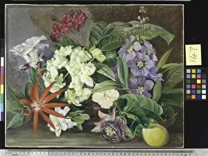 Marianne North Gallery: 147. Cultivated Flowers; painted in Jamaica