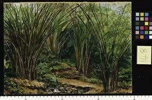 Banana Gallery: 148. Valley of Bamboos, near Bath, Jamaica