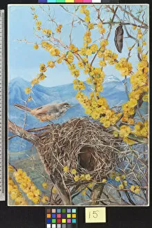 Painting Collection: 15. Armed Birds Nest in Acacia Bush, Chili