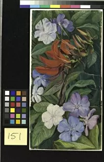 Purpal Collection: 151. Flowers of a Brazilian Coral Tree and Vegetable Mercury