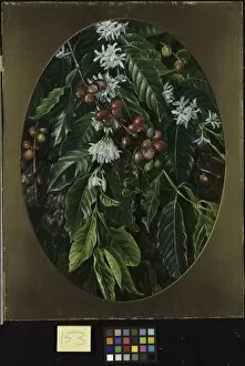 Africa Collection: 153. Foliage, flowers, and fruit of the Coffee, Jamaica