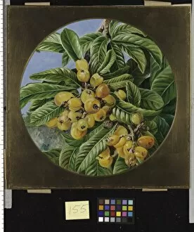 Marianne North Gallery: 155. Foliage and Fruit of the Loquat, or Japanese Medlar, Bra