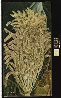 Brown Collection: 156. Inflorescence and ripe Nuts of the Cocoanut Palm