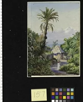 Marianne North Gallery: 157. Date Palm and Negro Hut, near Craigton, Jamaica