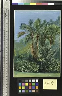 Marianne North Gallery: 159. Group of small Palms, Rio Janeiro, Brazil