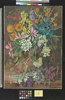 Painting Collection: 16. Wild Flowers of Chanleon, Chili