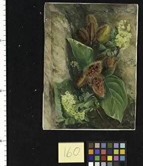Marianne North Gallery: 160. Foliage and Fruit of Arnatto and Foliage and J lowers of