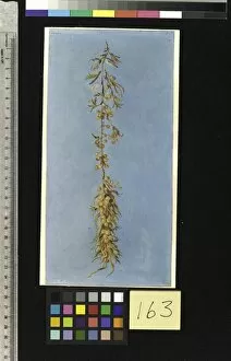 Marianne North Gallery: 163. Study of Gulf Weed