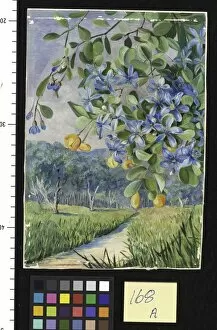 Landscape Gallery: 168. Foliage, Flowers, and Fruit of Lignum Vitae, Jamaica