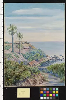 Marianne North Collection: 17. View of Concon, Chili, with its two Palms