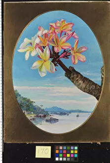 River Gallery: 170. Flowers of Jasmine Mango or Frangipani, Brazil