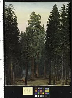 Marianne North Gallery: 171. Locking into the Calaveras Grove of Big Trees, California