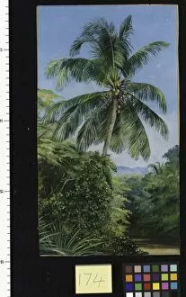 Marianne North Gallery: 174. Study of Cocoanut Palm