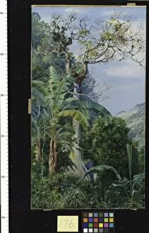 Marianne North Gallery: 176. Great Cotton Tree, Jamaica