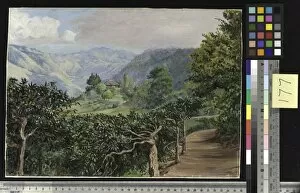 Marianne North Gallery: 177. Coffee Plantation at Clifton Mount, and the Blue Mountains