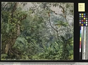 Marianne North Collection: 179. View in the Fernwalk, Jamaica