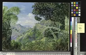 Bushes Gallery: 181. View on the Flamsted Road, Jamaica